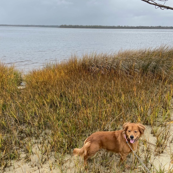 Meet your Posher, Madeline - Picture 4 of 10